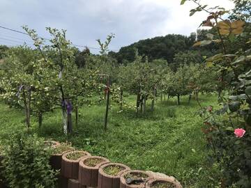 Фото номера Дом с 4 спальнями Дома для отпуска Vila Teo г. Bărăşti 31